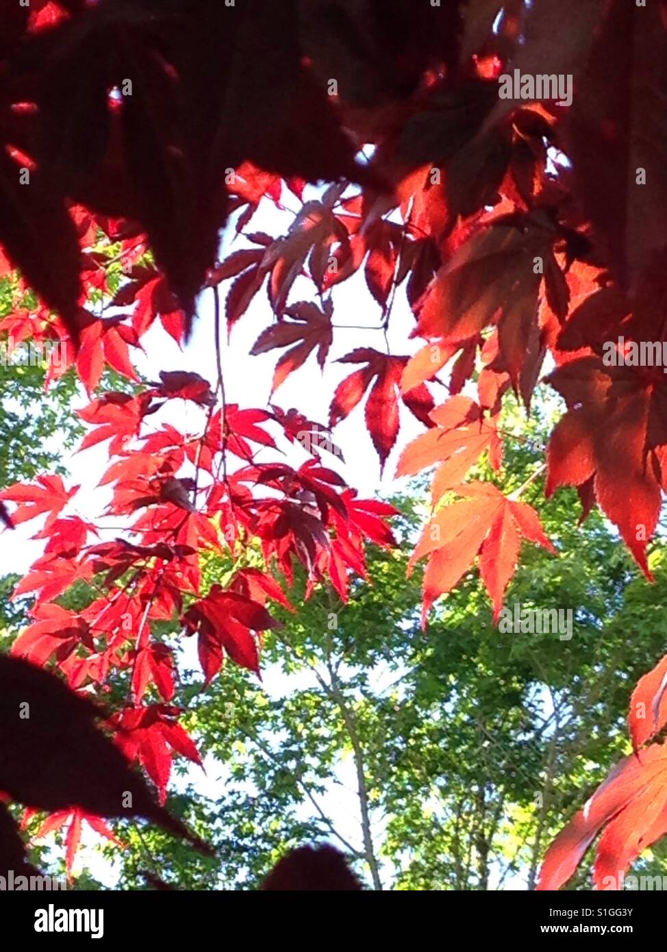 Beautiful red maple leaves enjoying sunshine Stock Photo
