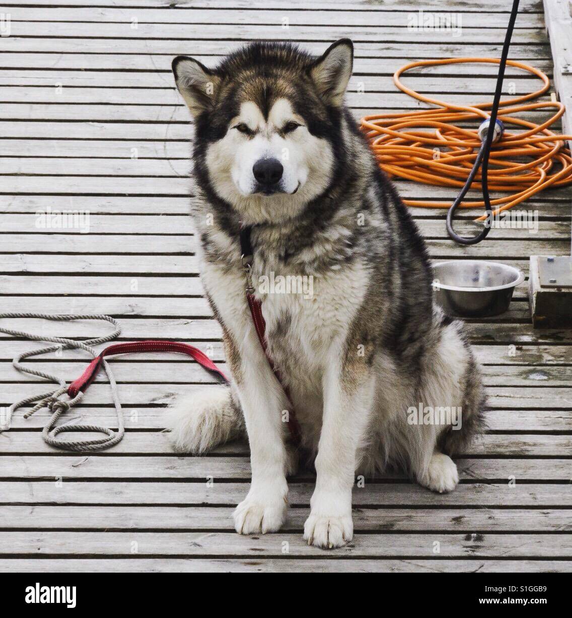 Arctic dog Stock Photo