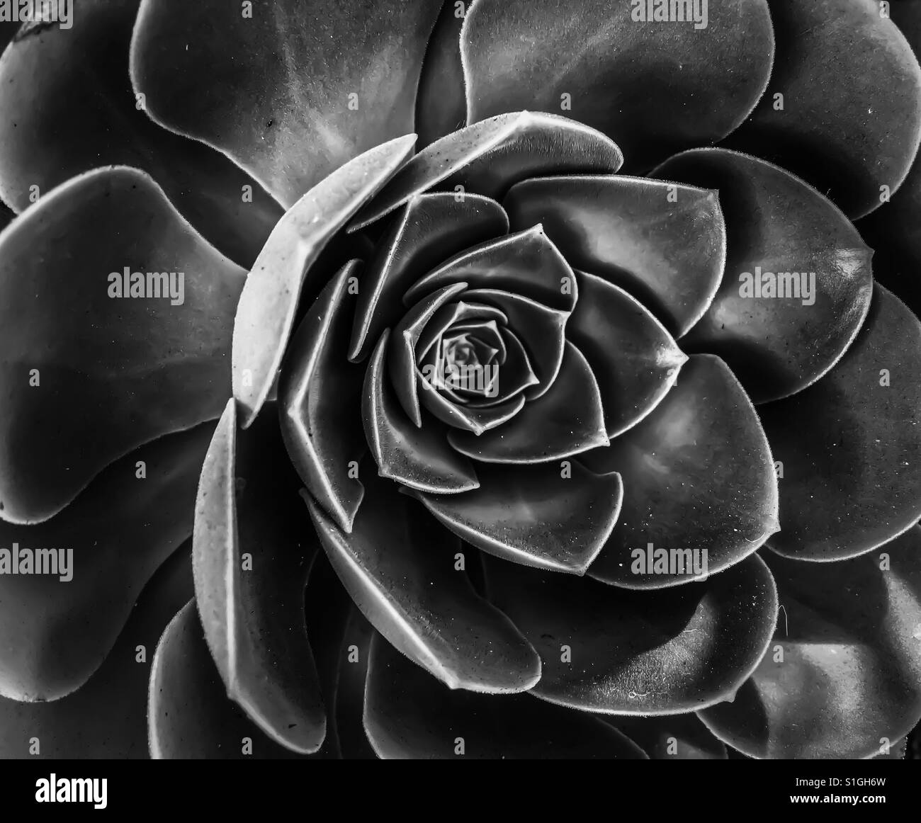 Succulent flower detail Black and White Stock Photos & Images - Alamy