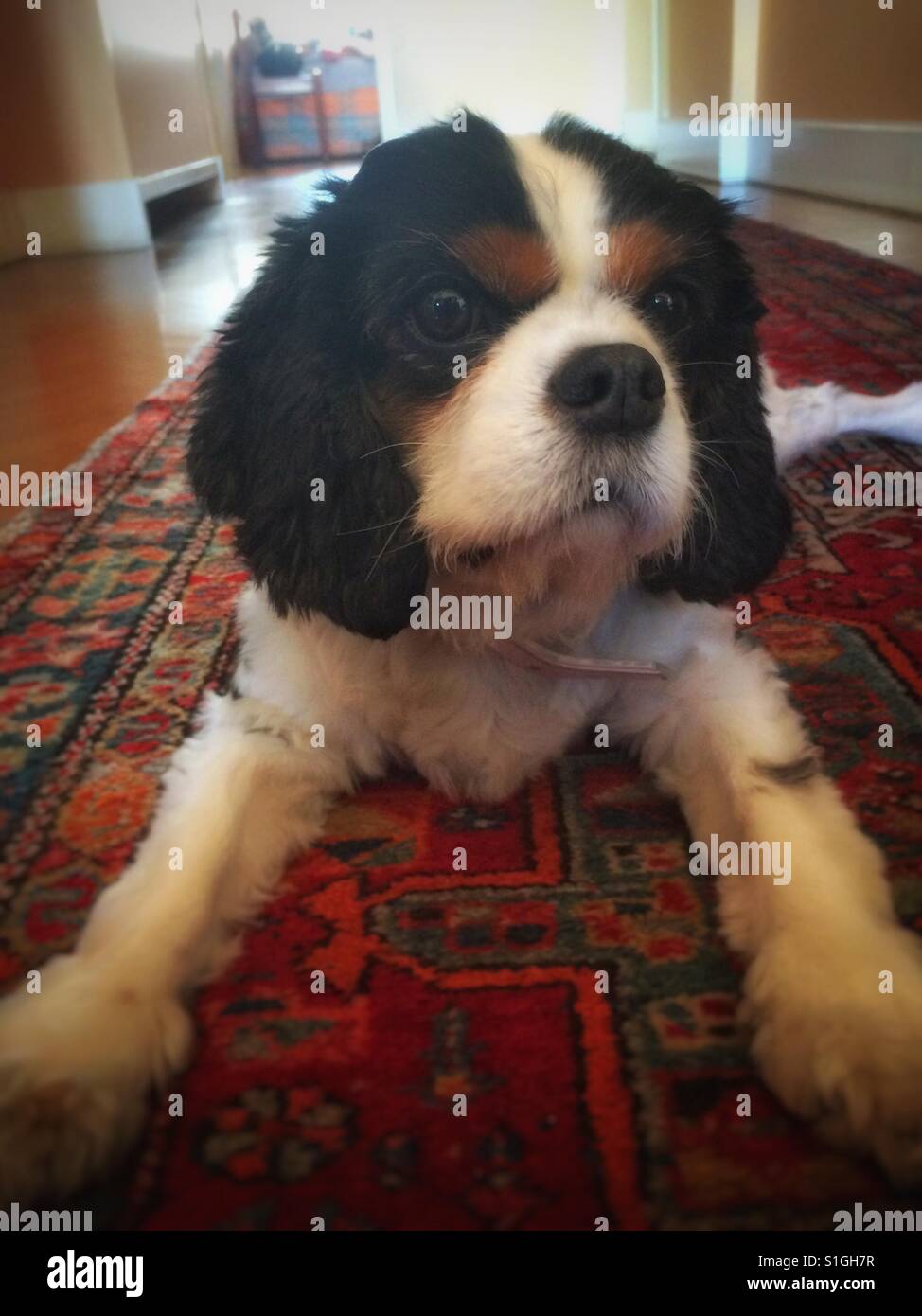 Cavalier King Charles Spaniel. - Smartphone Captured Stock Image