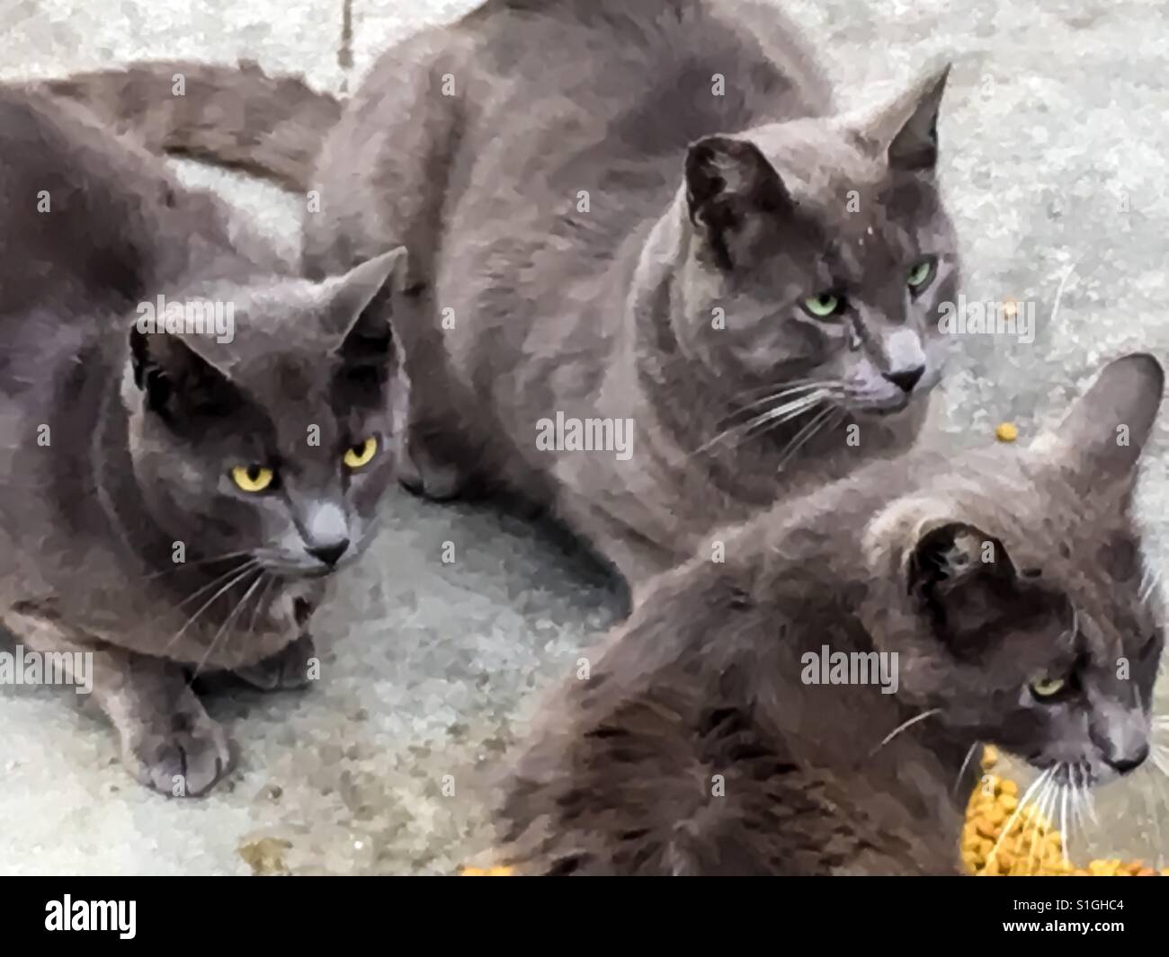 Feral cats eating food off sidewalk Stock Photo