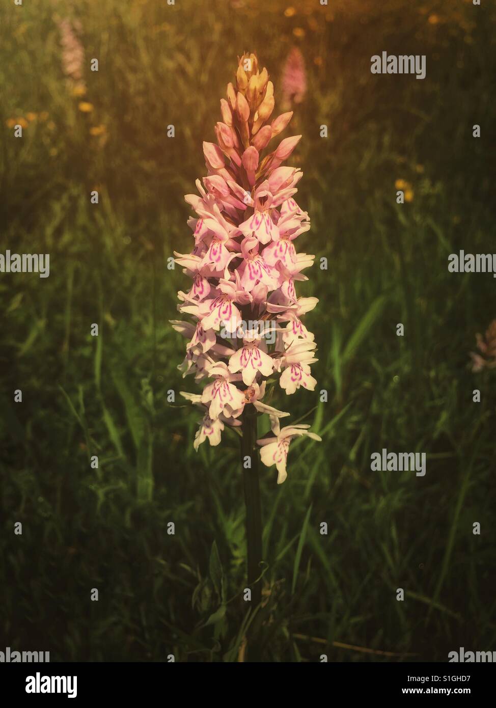 Orchid in the meadow. - Smartphone Captured Stock Image