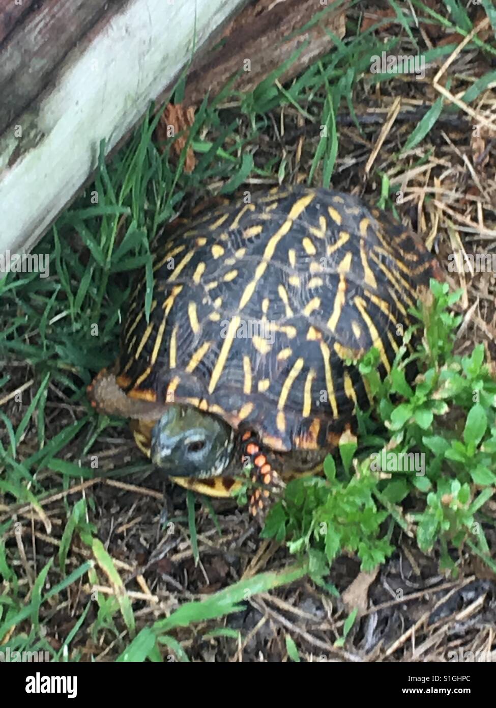 Turtle with orange spots Stock Photo