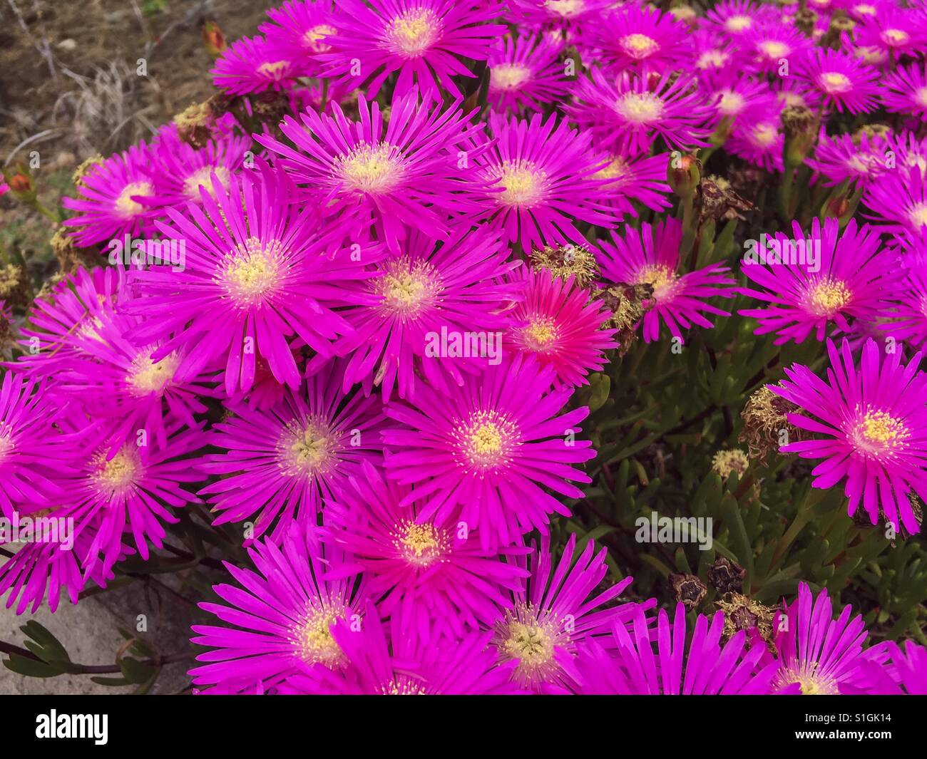 Vivid pink wild flowers in harsh arid dry environment in Portugal Stock Photo
