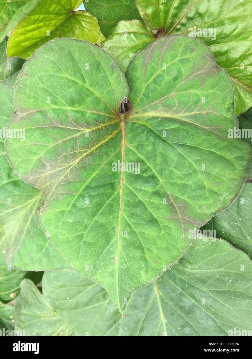 Sweet Potato Chlorotic Stunt Virus Hi res Stock Photography And Images sweet-potato-chlorotic-stunt-virus-hi-res-stock-photography-and-images