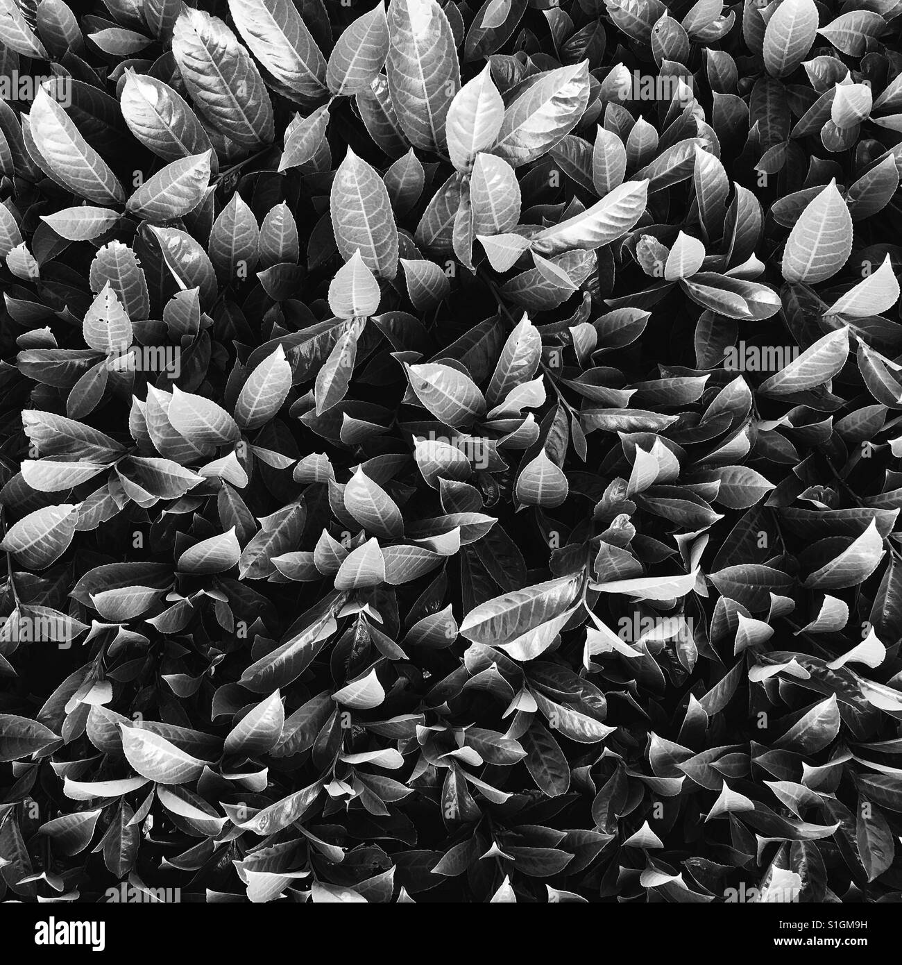 Leaf veins galore. - Smartphone Captured Stock Image