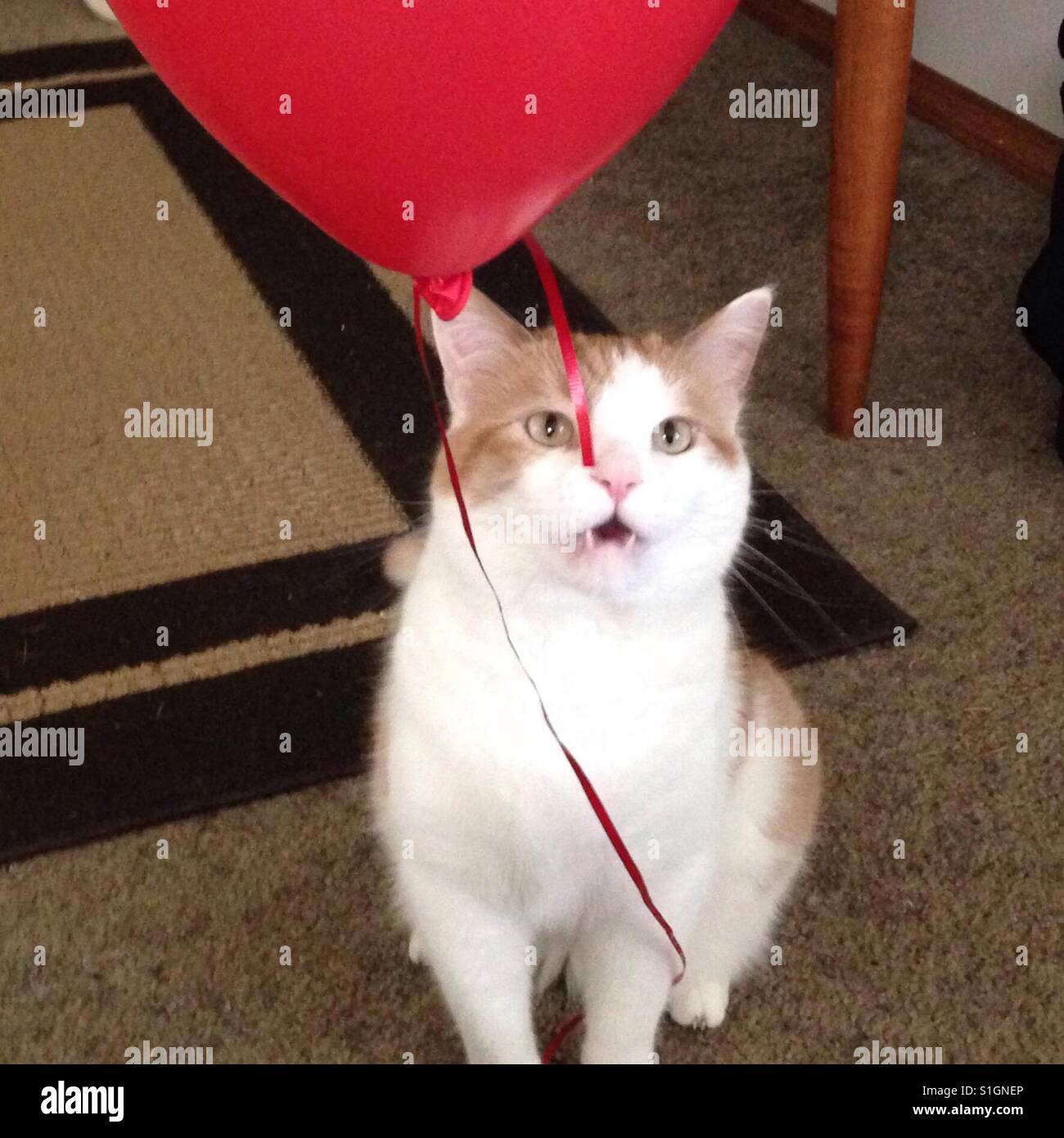 Kitty playing with balloon ribbon Stock Photo
