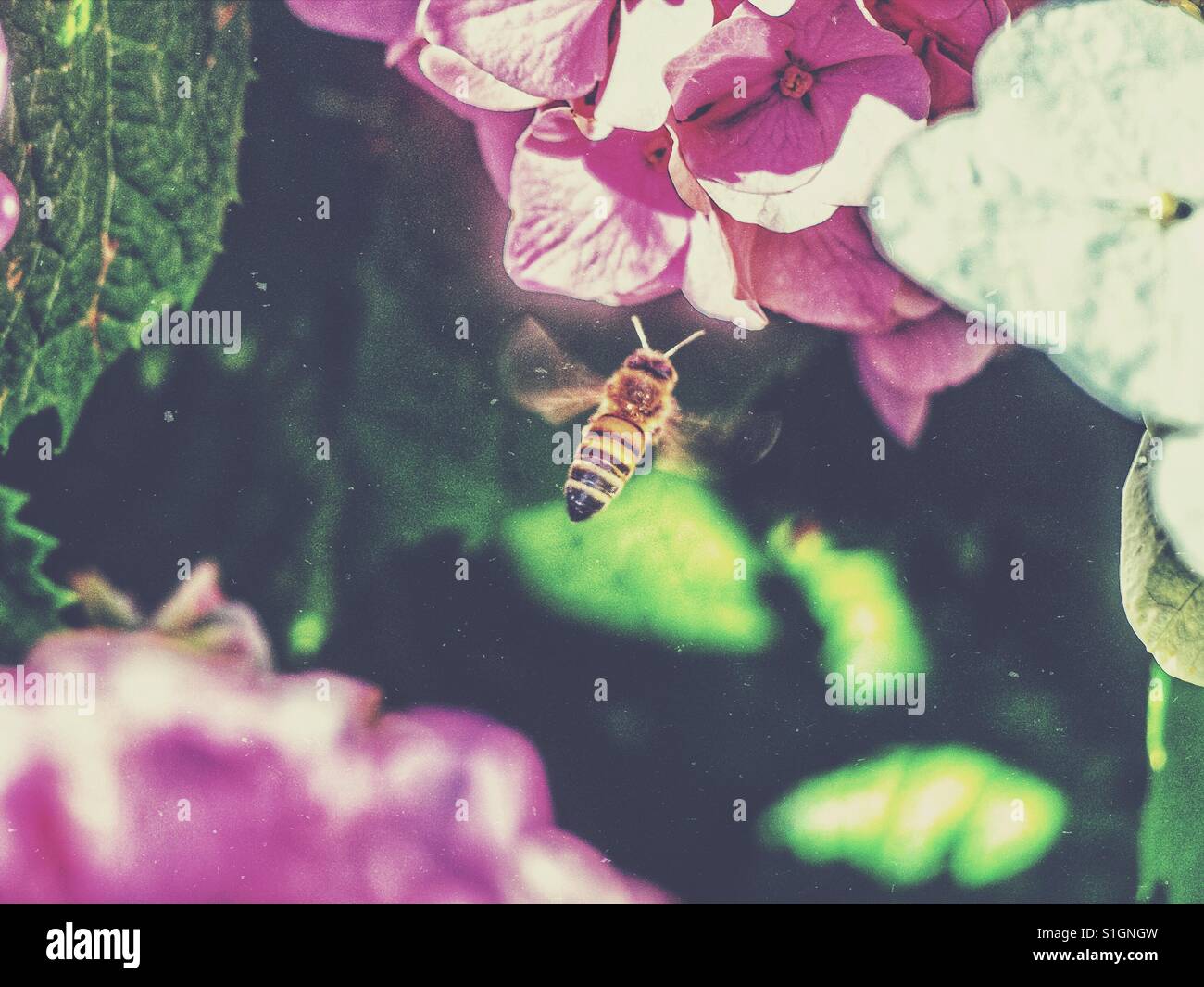 Bumble bee near a pink flower working out - Smartphone Captured Stock Image