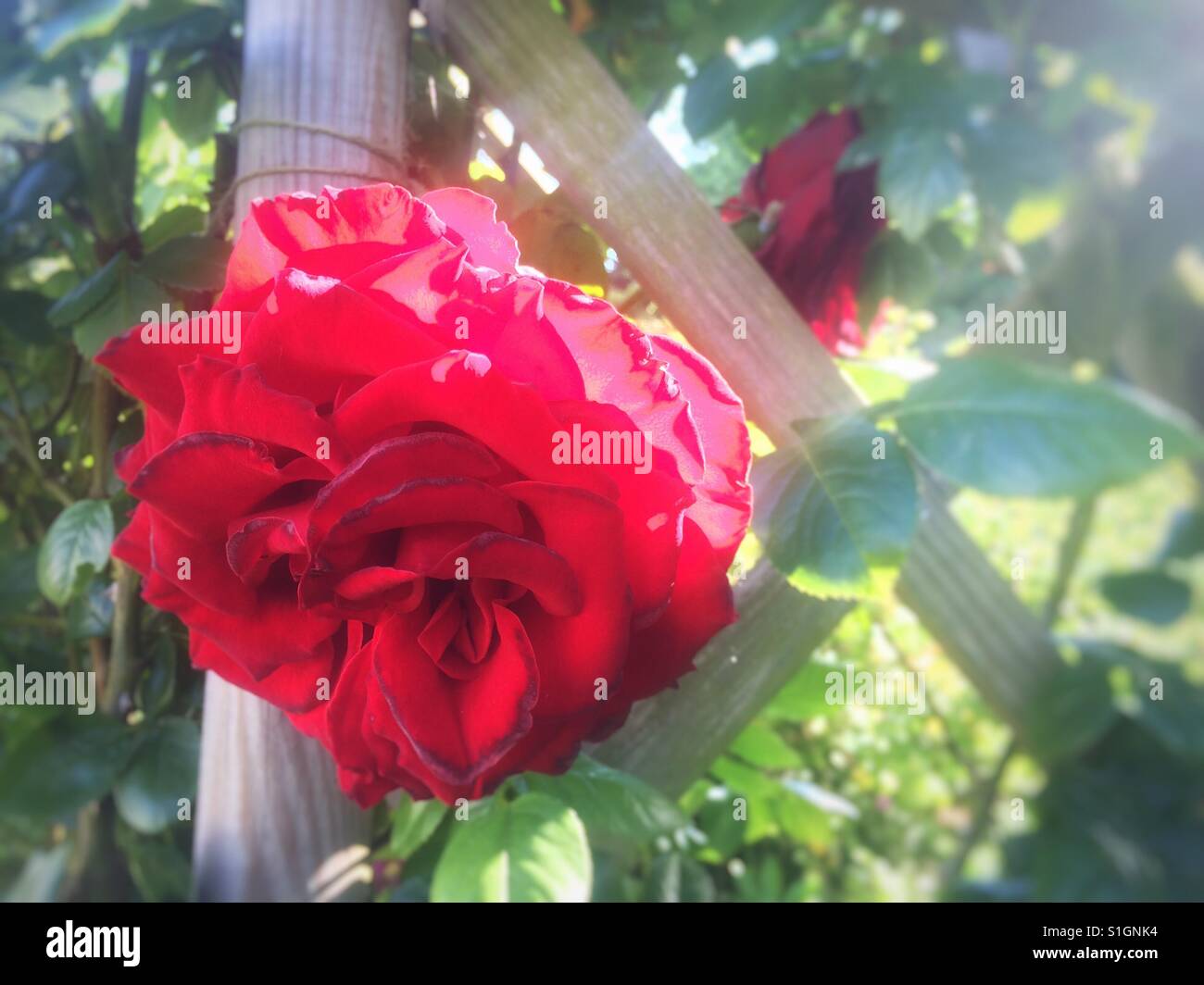 Red climbing rose hires stock photography and images Alamy