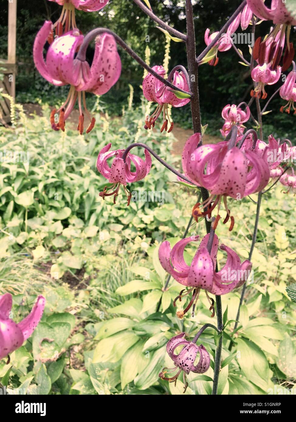 Bell like pink clusters of flowers - Smartphone Captured Stock Image