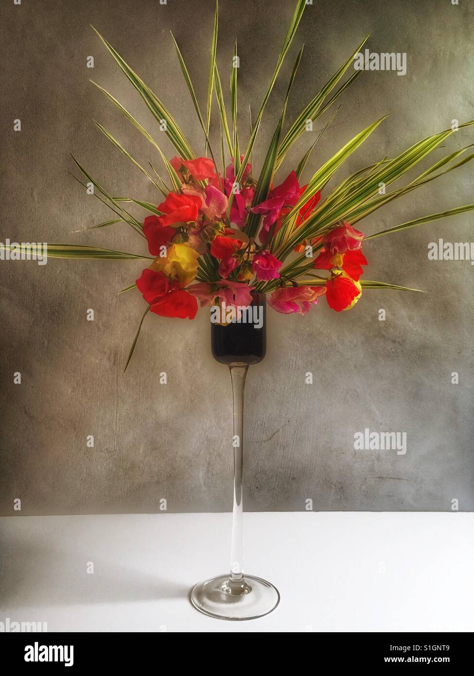 Sweet peas with arundo donax var. versicoloured - Smartphone Captured Stock Image