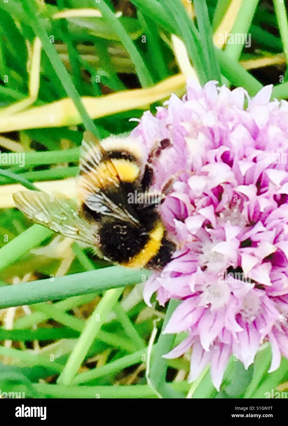 Bee collecting honey from purple flower in the Physic Garden Chelsea London, summer 2017.silver,gossamer,wings. Stock Photo