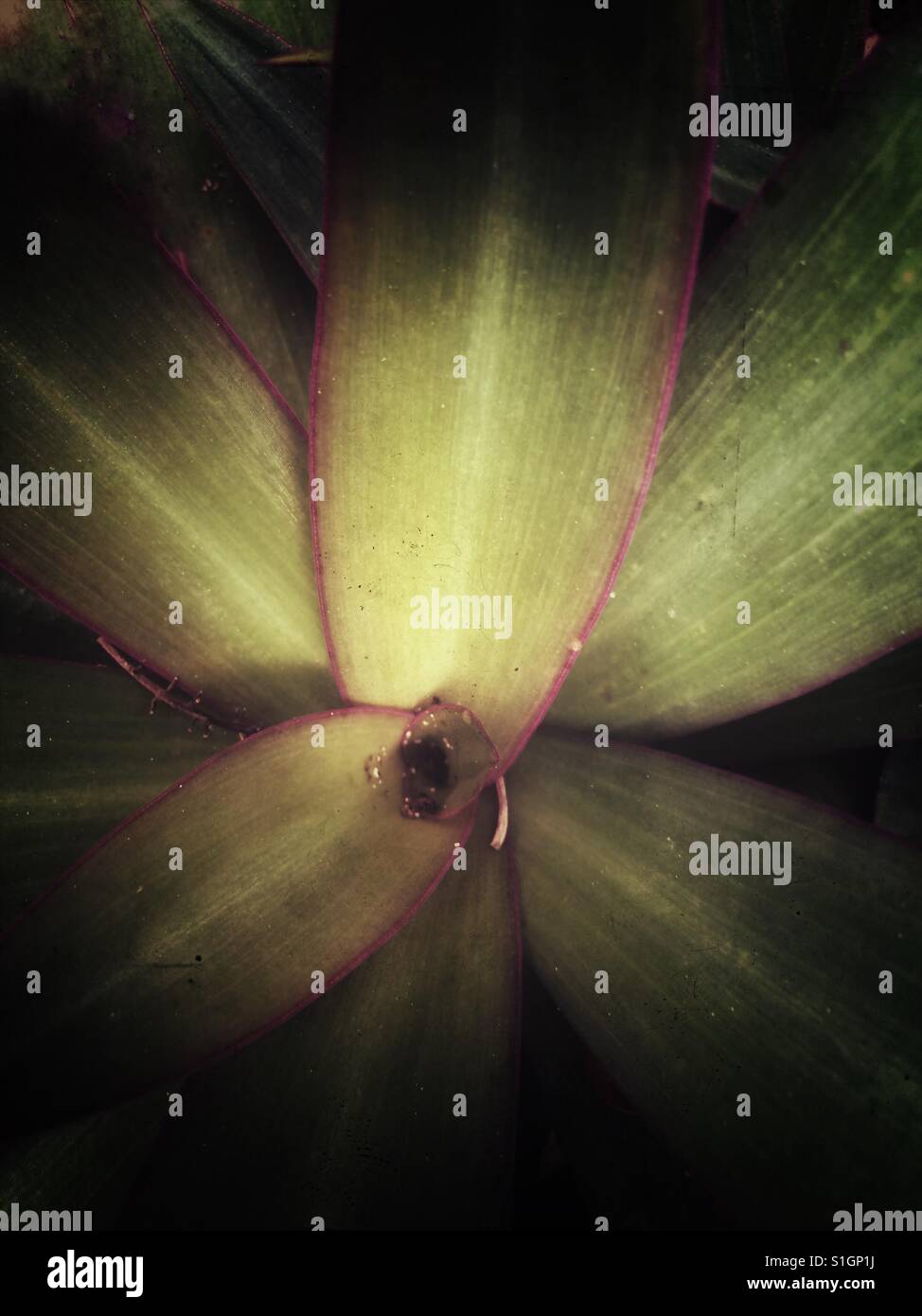Plant close up hi-res stock photography and images - Alamy