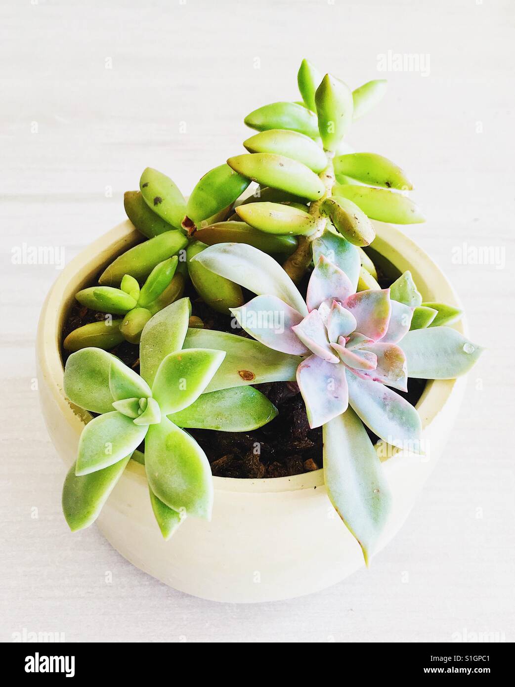 Miniature succulent garden - Smartphone Captured Stock Image