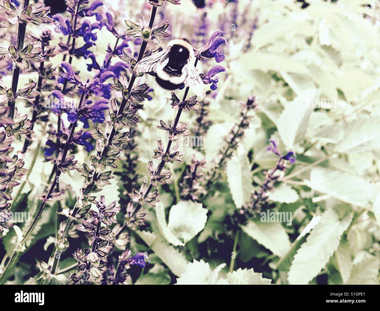 Bee and purple flowers - Smartphone Captured Stock Image