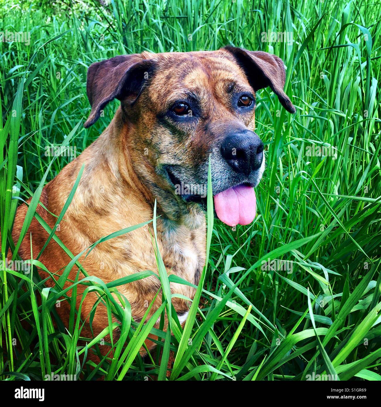 cachorros boxer plott hound mix