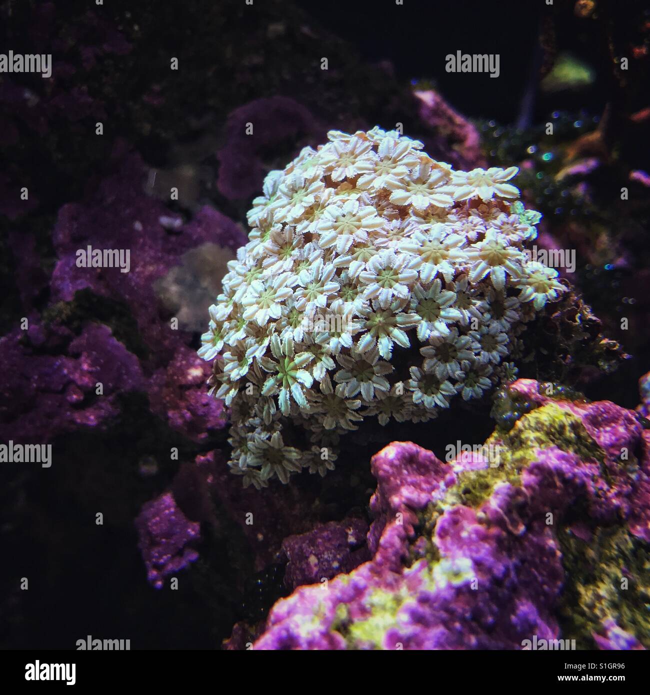 tubipora-musica-high-resolution-stock-photography-and-images-alamy