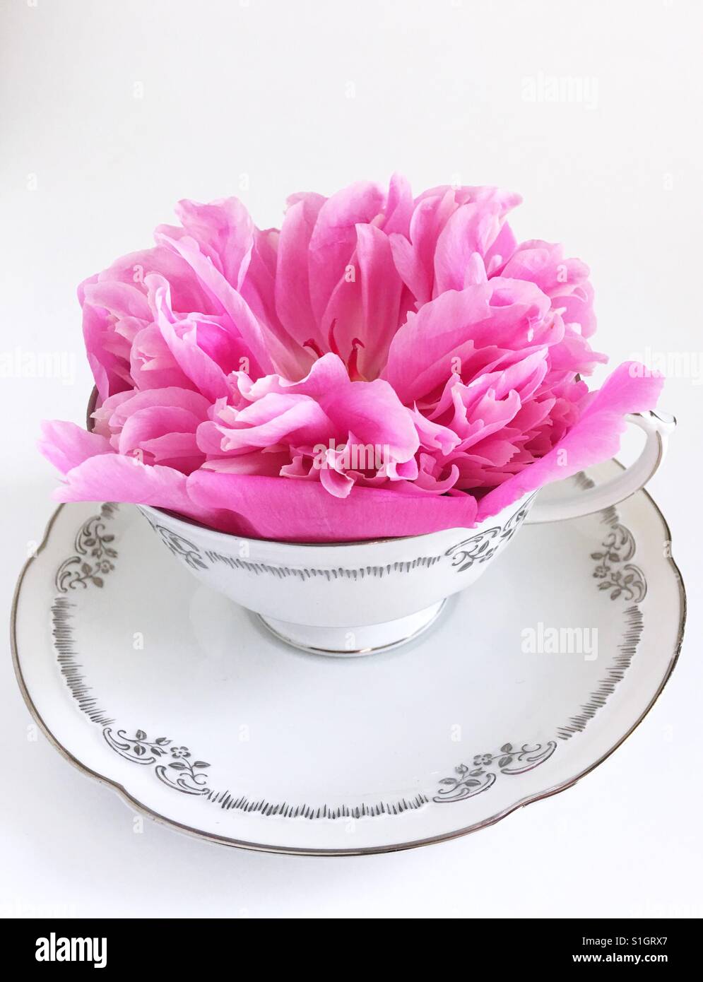 A pink peony flower in a tea cup. Stock Photo