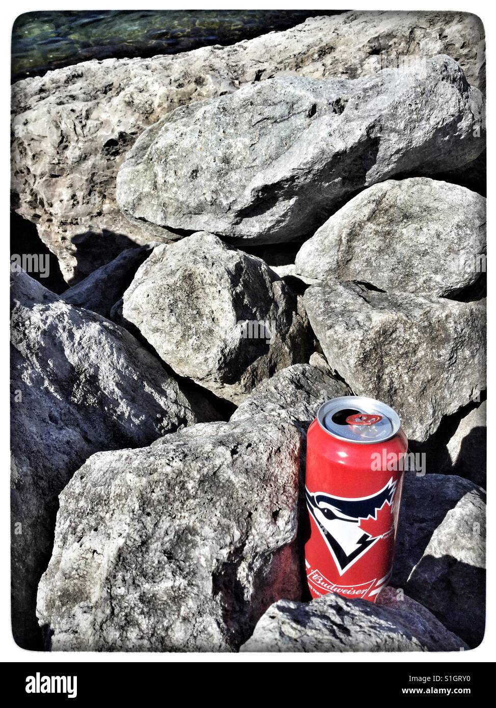 Empty Budweiser beer can stuck between rocks. - Smartphone Captured Stock Image
