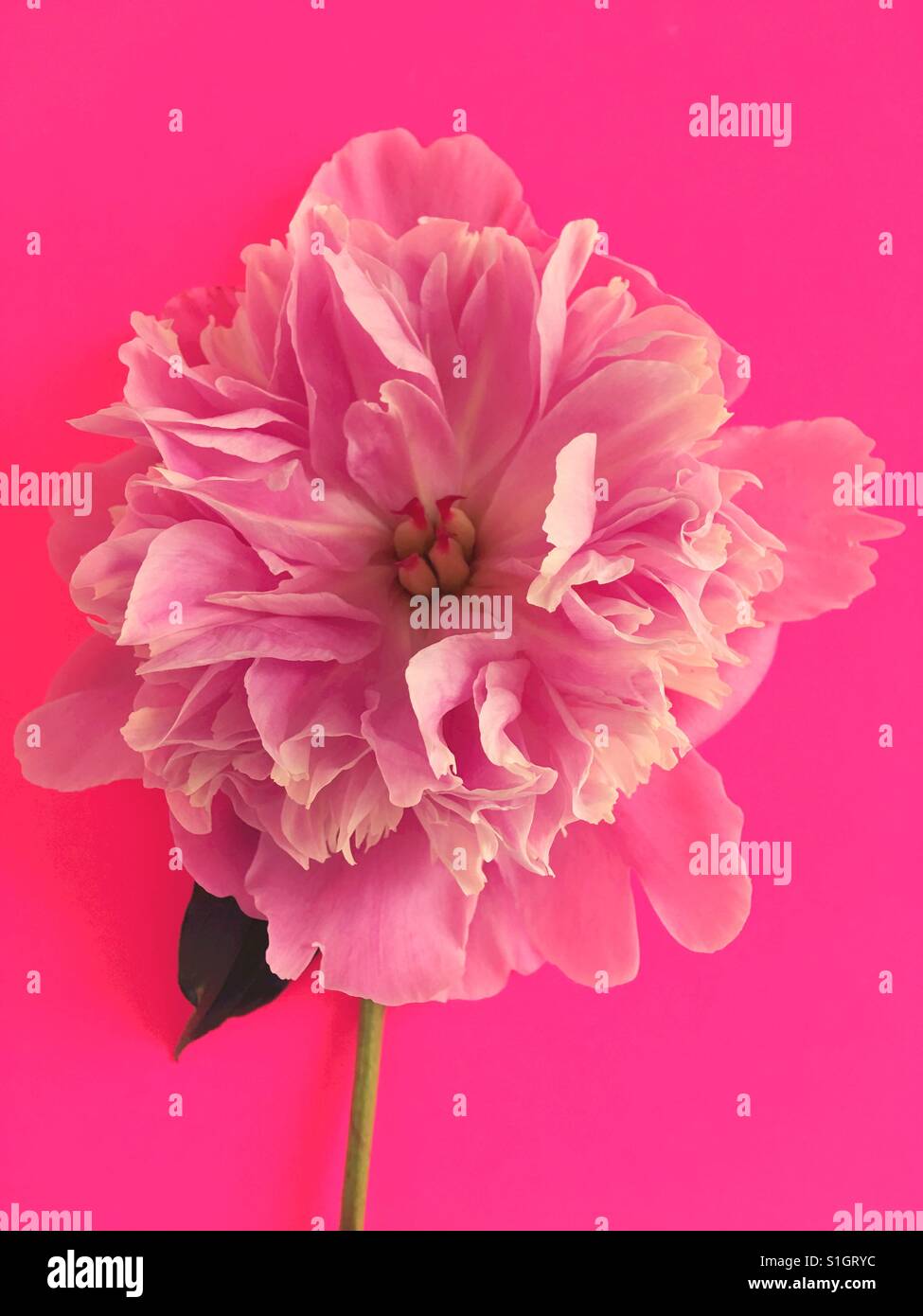 A pink peony flower on a pink background Stock Photo - Alamy