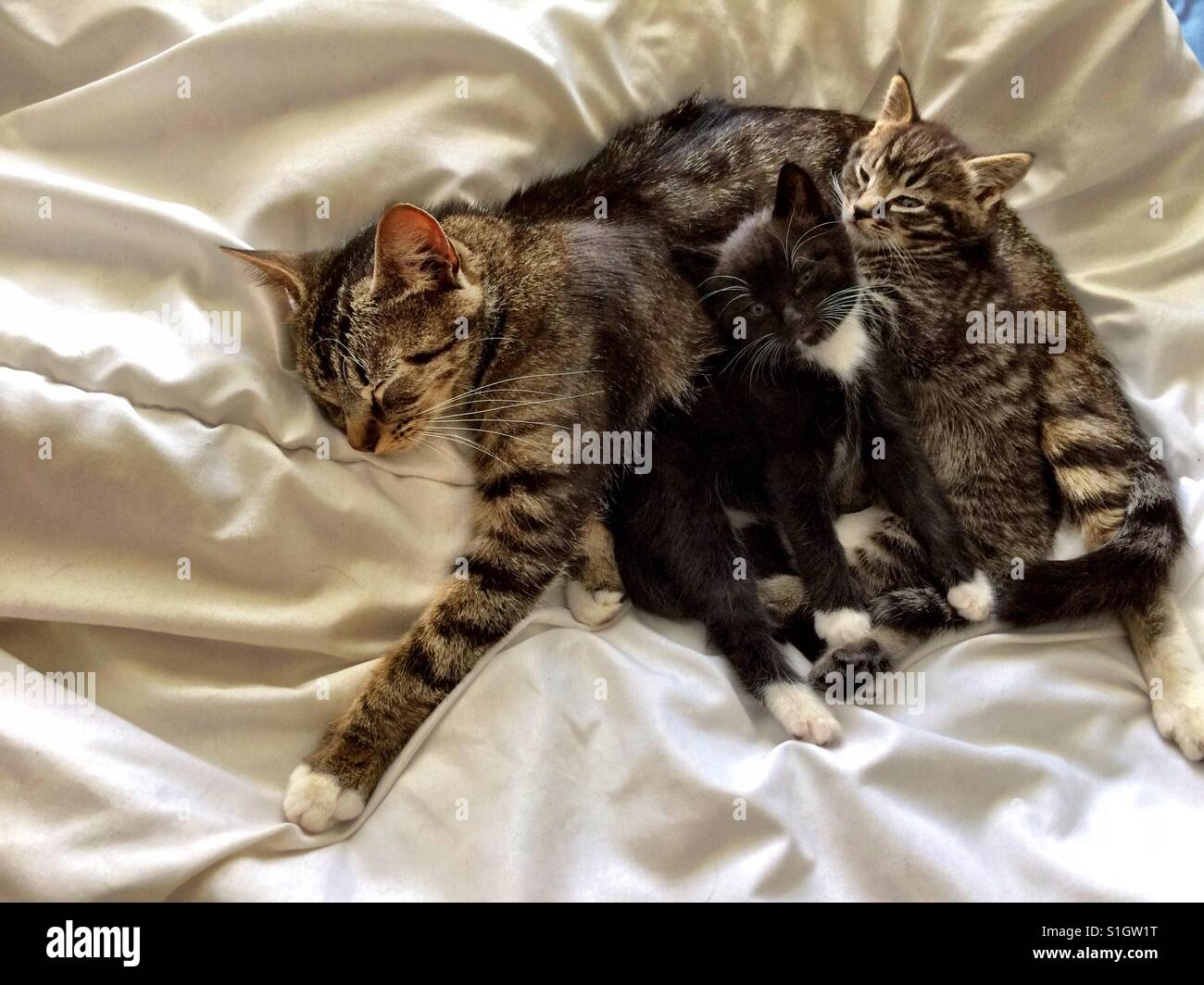 Cat and her kittens Stock Photo Alamy
