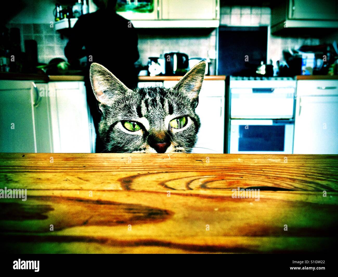 Cat at kitchen table looking Stock Photo