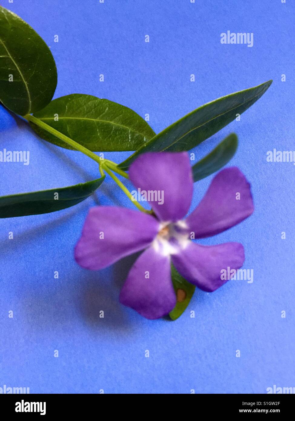 Myrtle flower - Smartphone Captured Stock Image