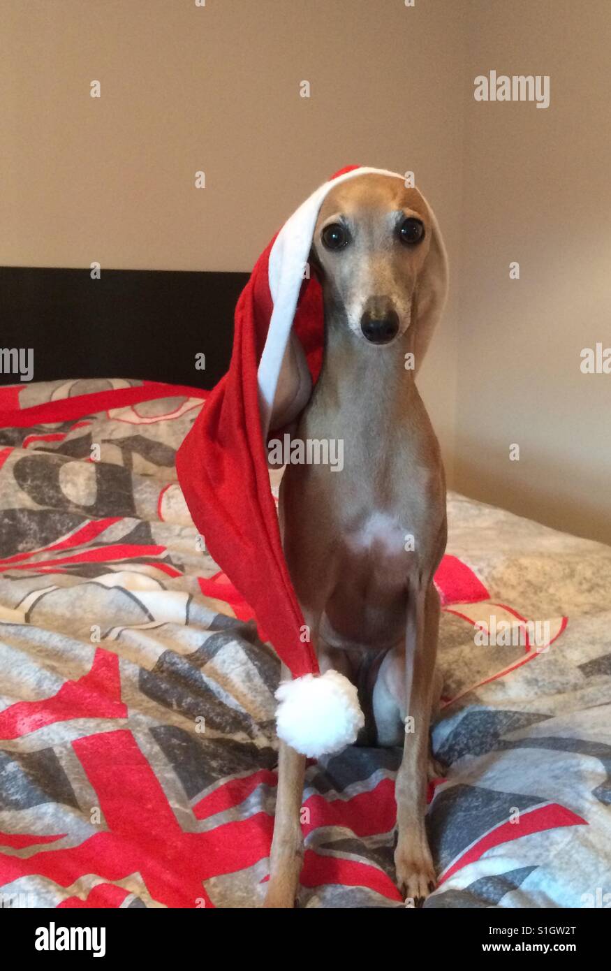 Female dog Italian greyhound Christmas Stock Photo