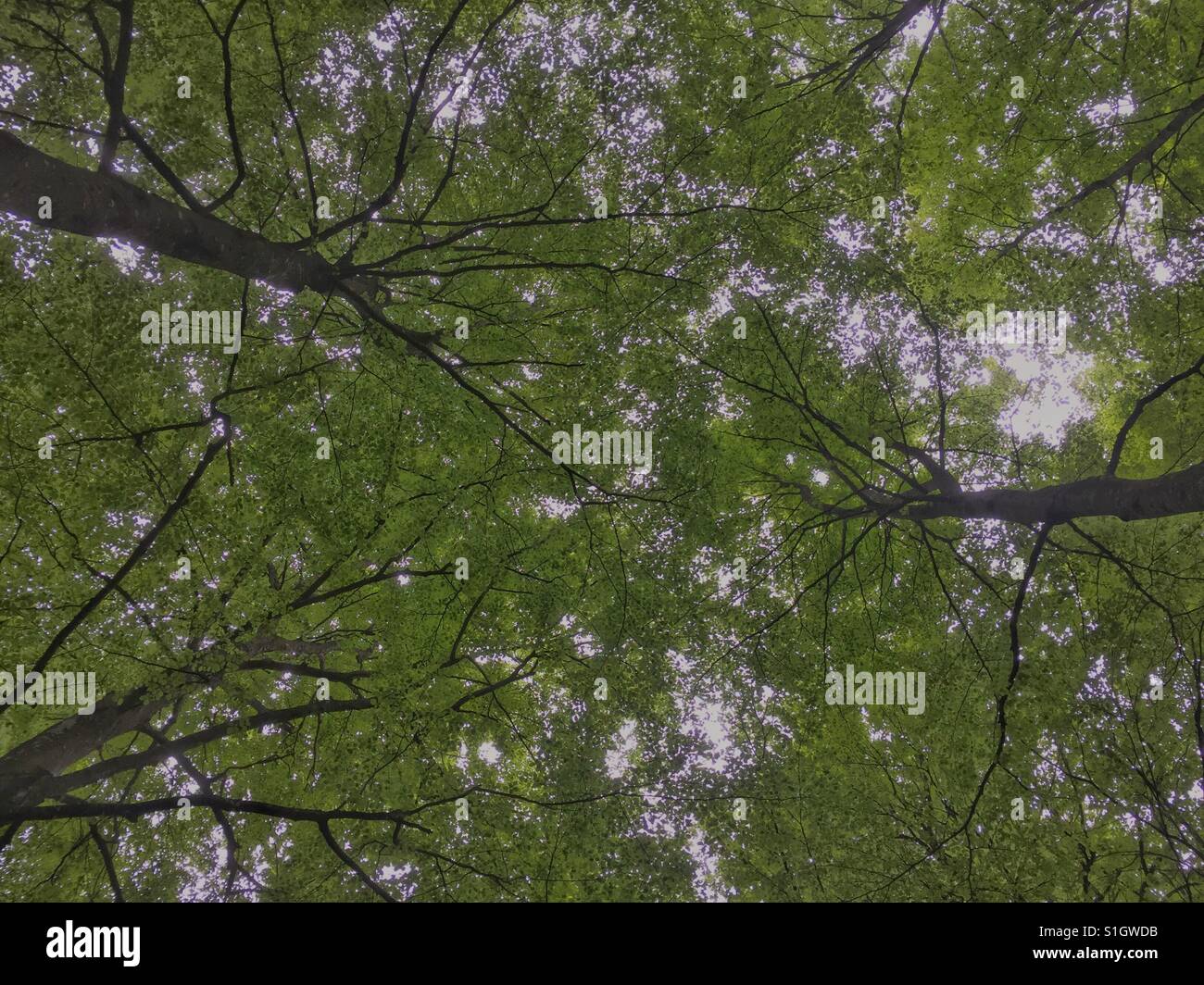 Beech forest in south of Norway Stock Photo