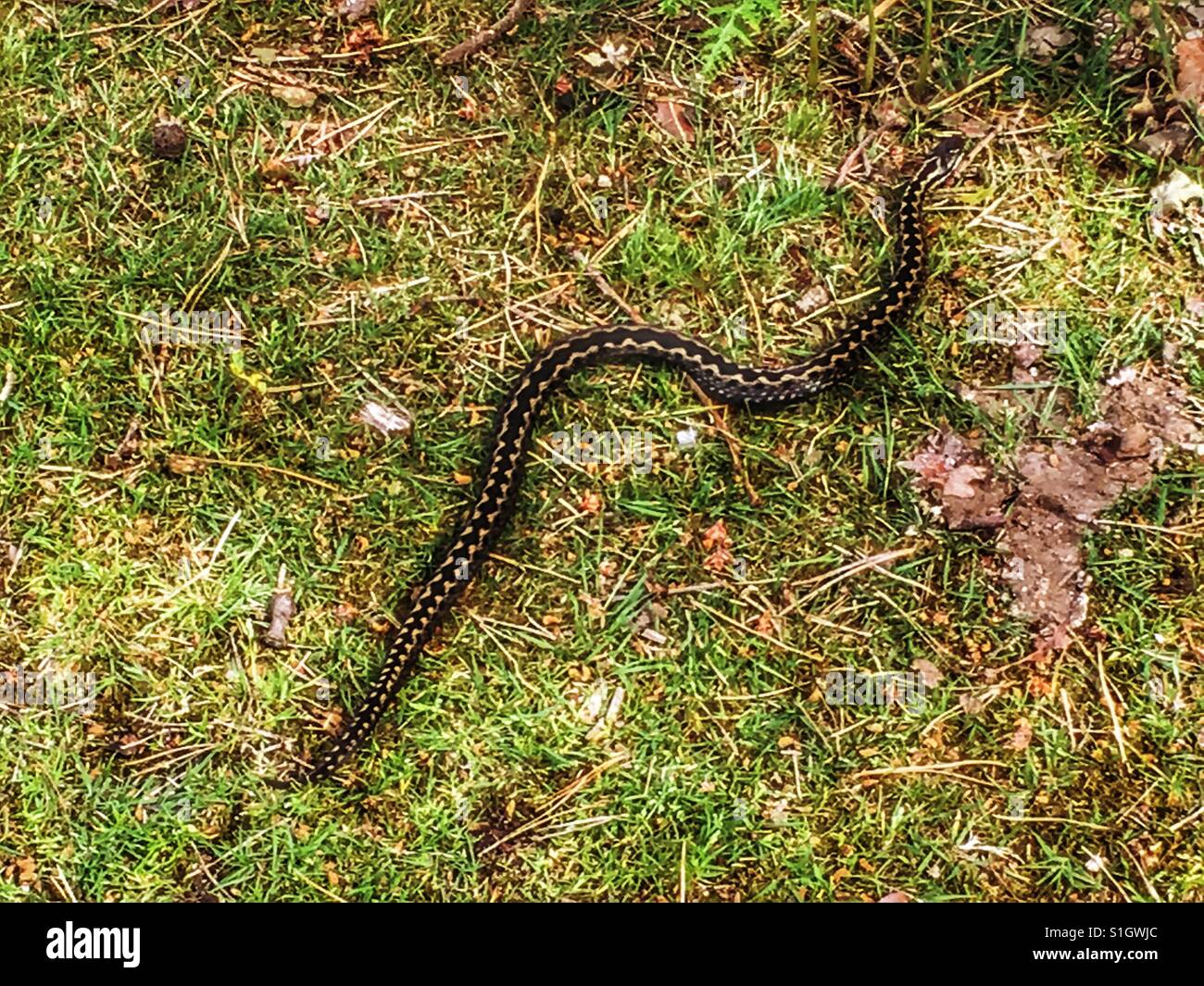 Grass snake UK Stock Photo - Alamy