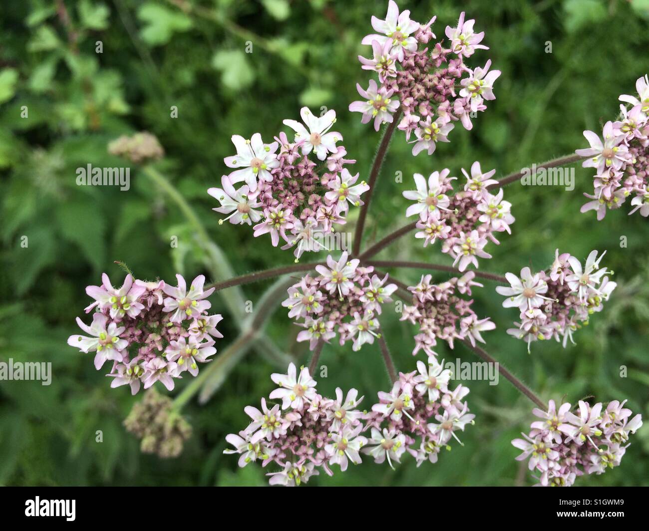 Pink cow parsley closeup florets with buds against green leafy background Stock Photo Alamy