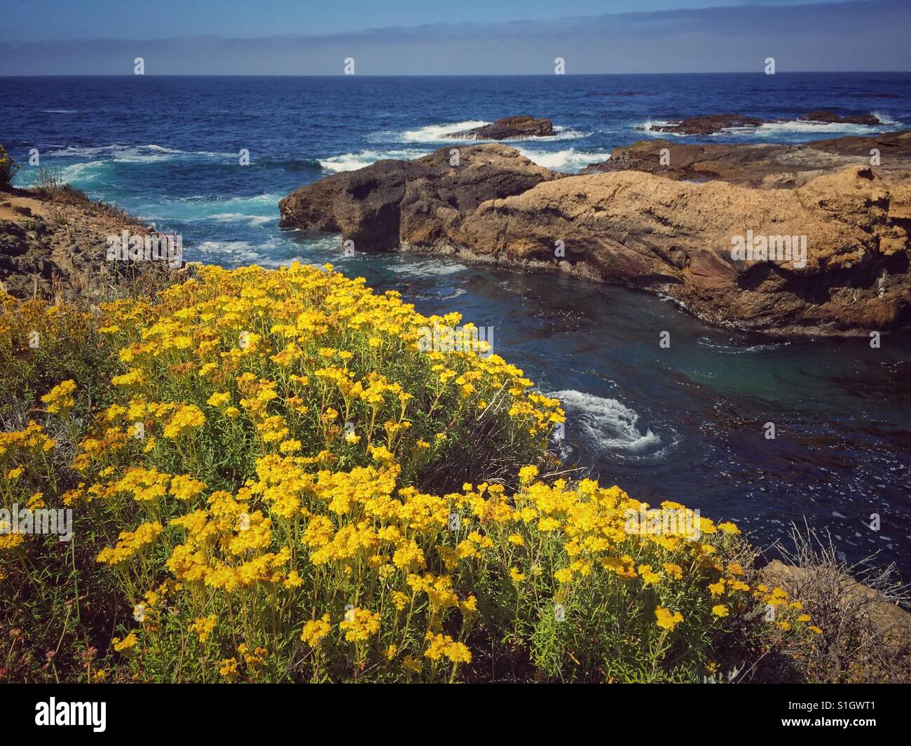 Wildflowers bloom in late spring along the California coast at Point