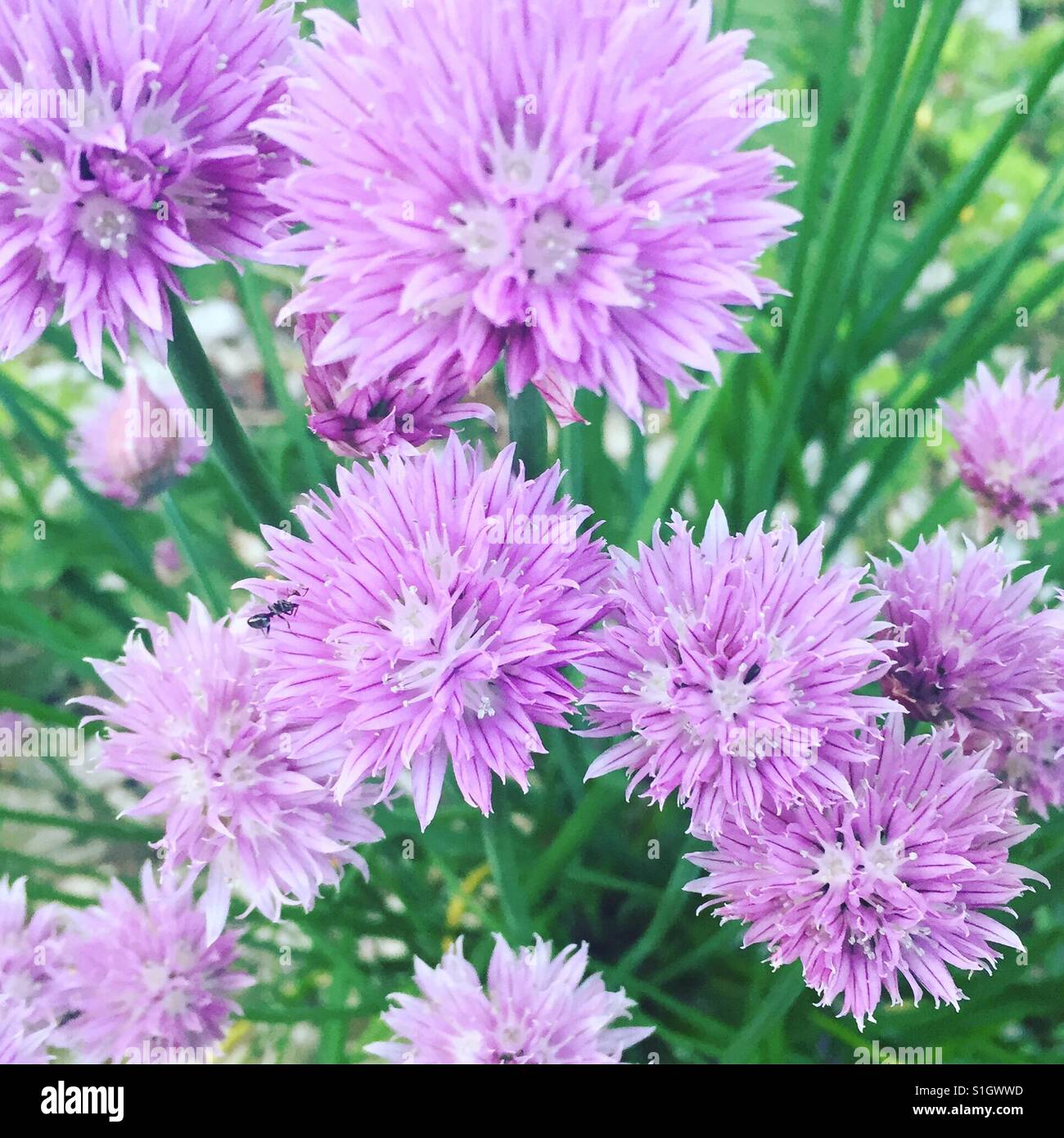 Fresh chives by K.R. Stock Photo