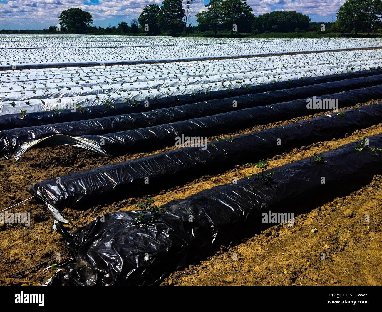 Plants in plastic tubes, a way to gain time in cold climate - Smartphone Captured Stock Image