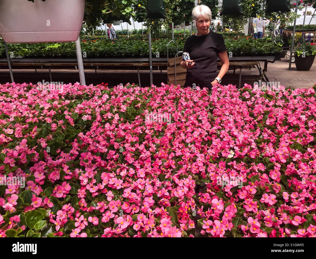Woman checking out plants in a nursery - Smartphone Captured Stock Image