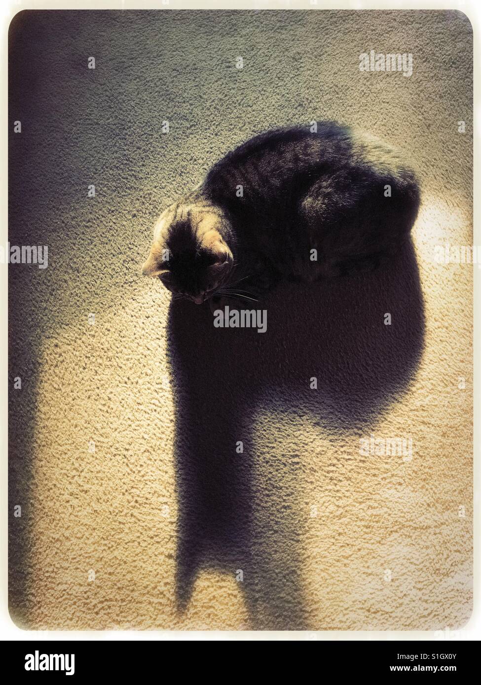 Tabby cat and her shadow - Smartphone Captured Stock Image