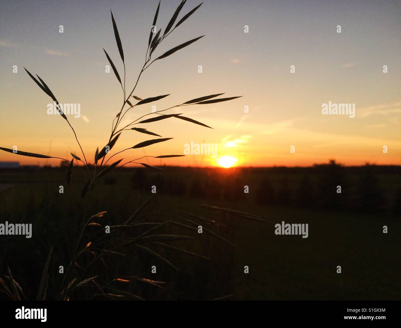 Silhouette of grass against sunset sky Stock Photo - Alamy