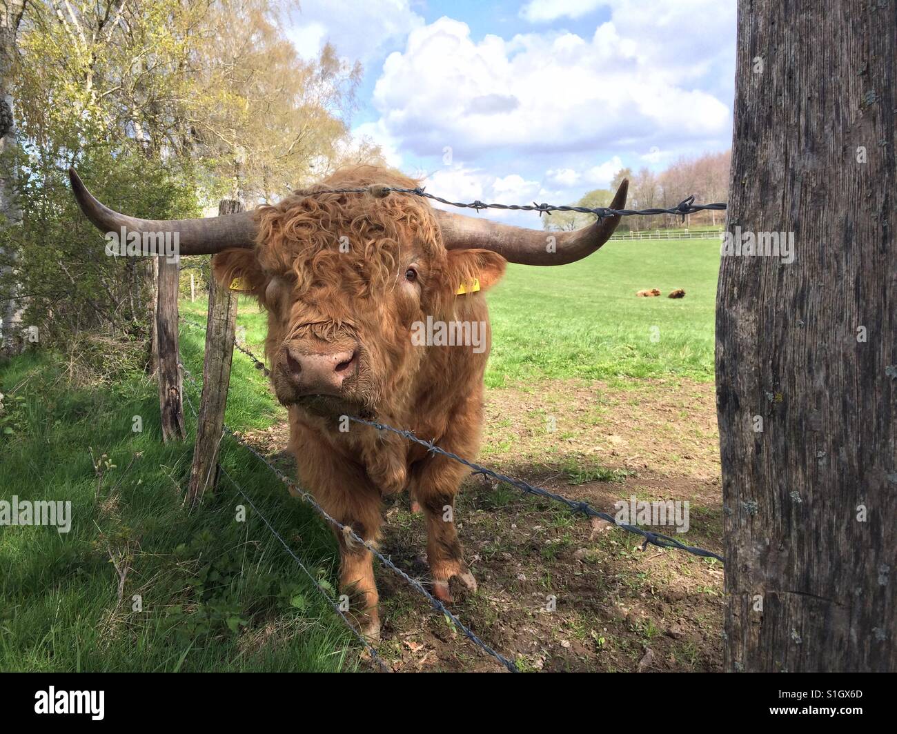 Cow Beef with long horns stands at the fence Stock Photo