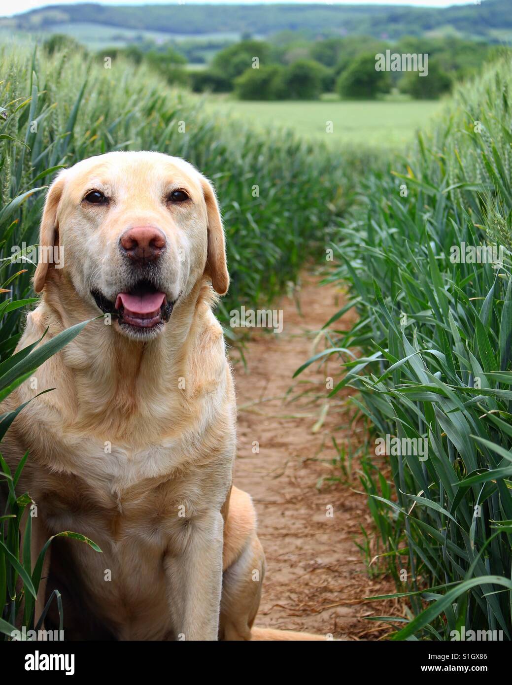 Sit. Good boy! Stock Photo Alamy