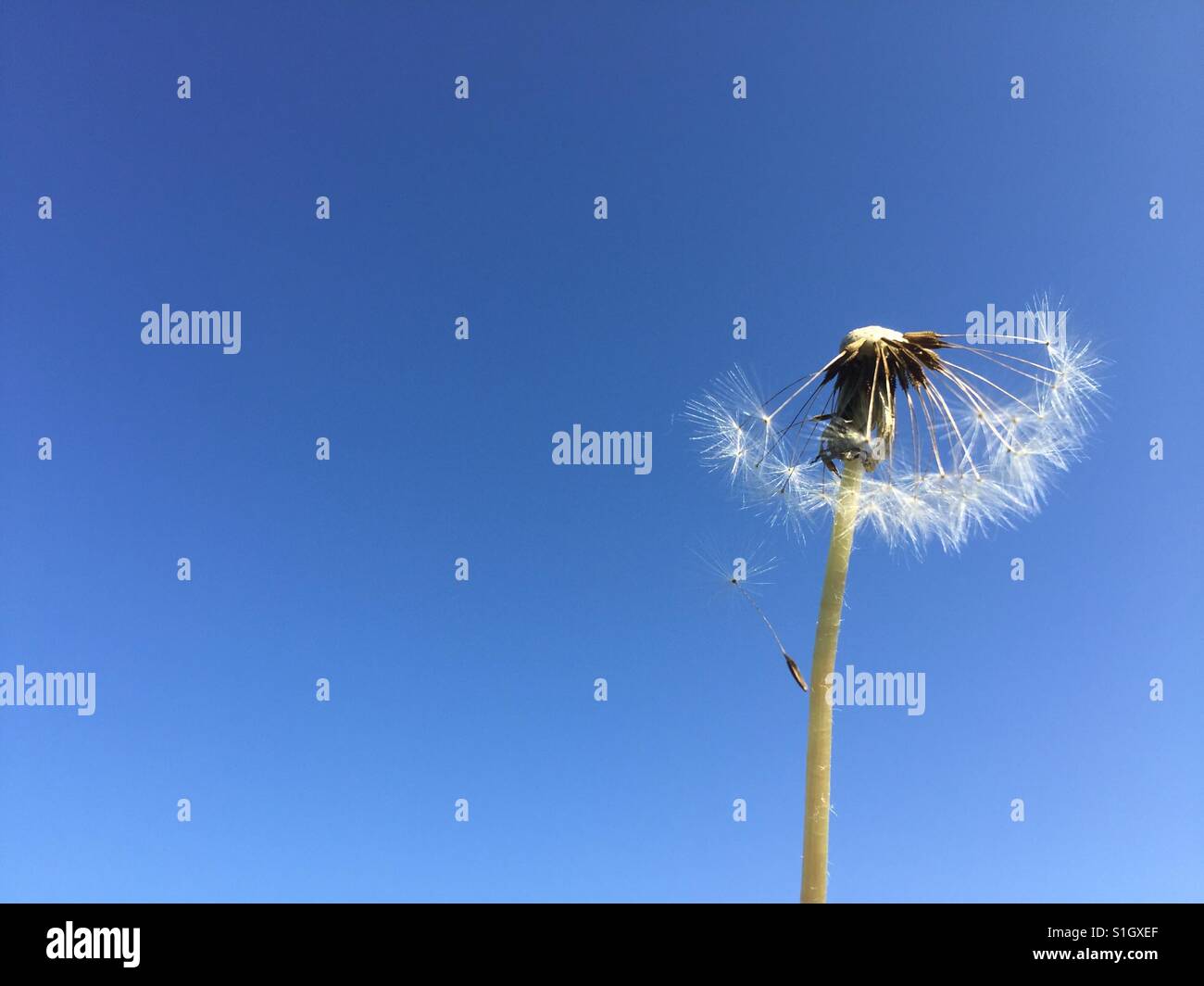 Close up of Dandelion, Taraxacum platycarpum - Smartphone Captured Stock Image