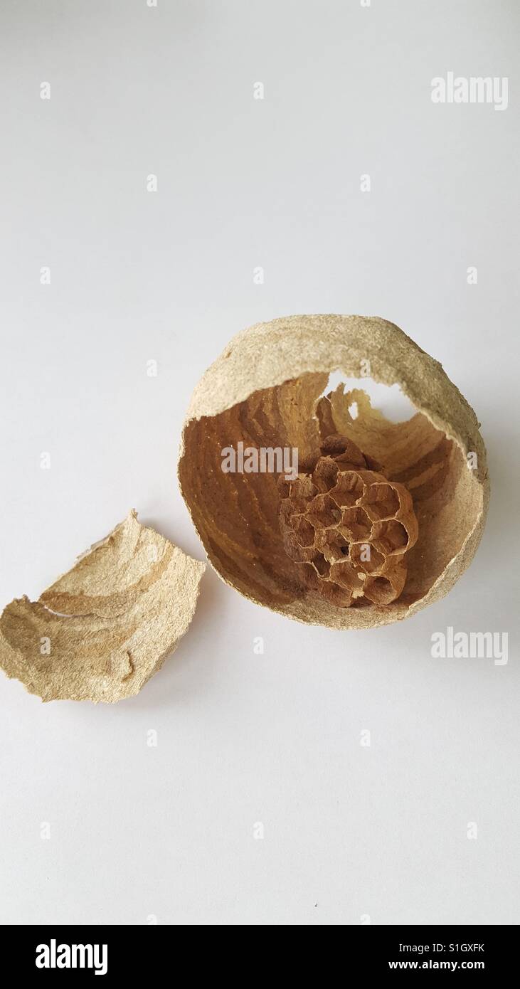 Beehive Stock Photo