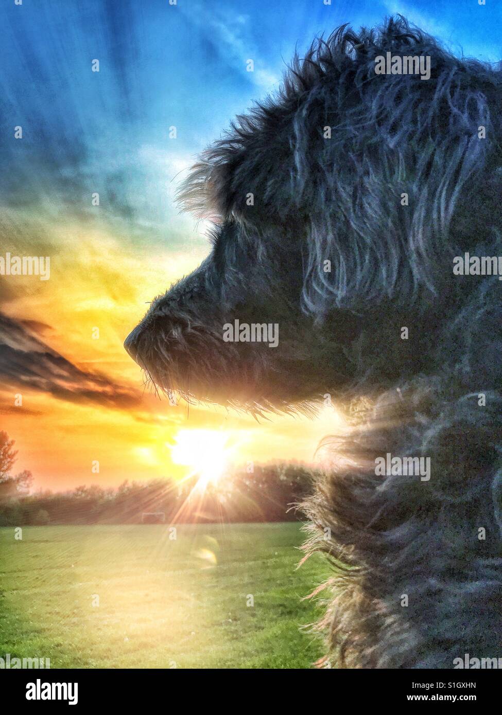 Labradoodle sitting in a Country Park watching a beautiful sunset - Smartphone Captured Stock Image
