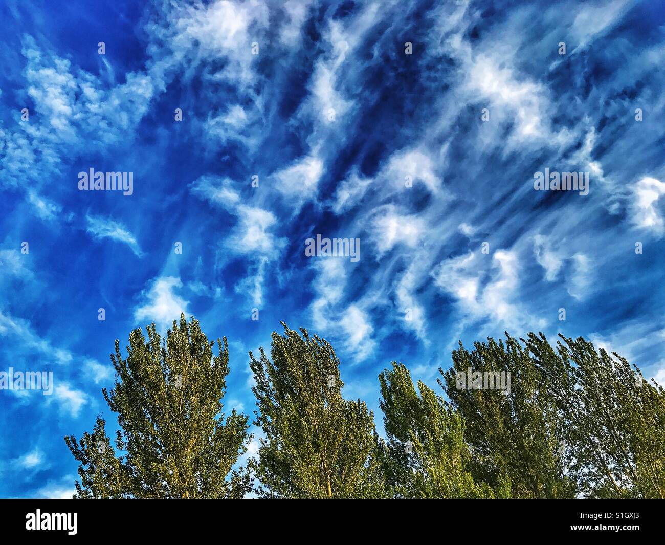 A strong wind blows the clouds over trees in a Country Park - Smartphone Captured Stock Image A strong wind blows the clouds over trees in a Country Park - Smartphone Captured Stock Image