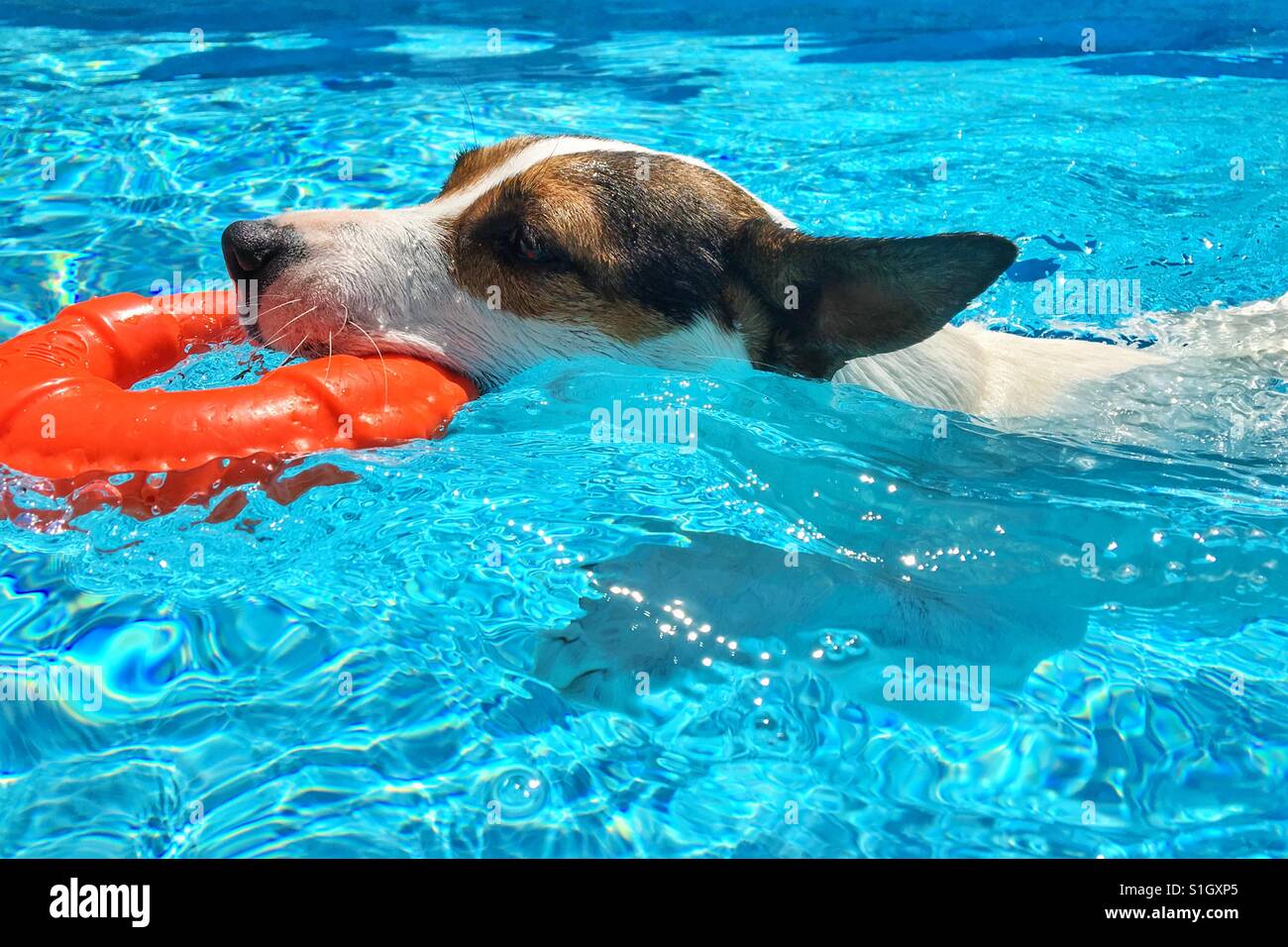 Dog swimming carrying a toy lifesaver ring. - Smartphone Captured Stock Image