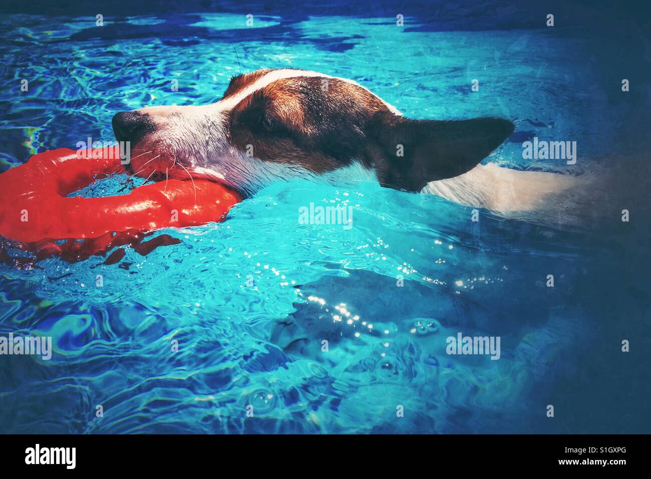Close up of Jack Russell Terrier dog swimming while carrying a toy lifesaver ring. - Smartphone Captured Stock Image