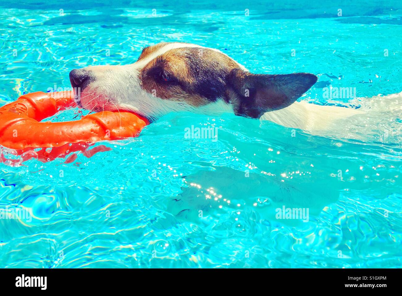 Bright and sunny close up of dog swimming with toy lifesaver ring. - Smartphone Captured Stock Image