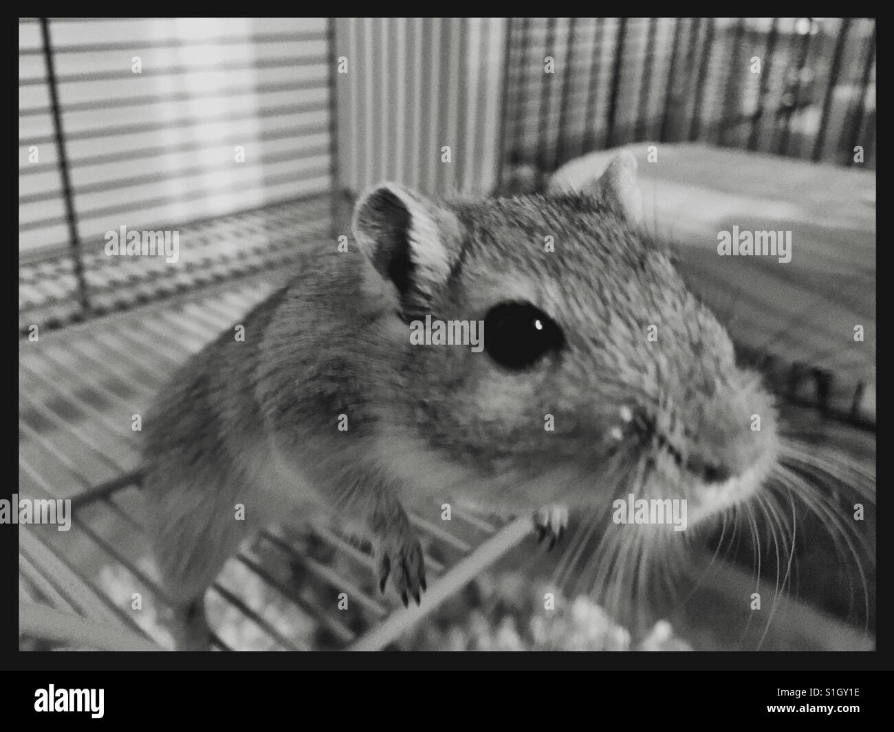 Gerbil in cage close up - Smartphone Captured Stock Image