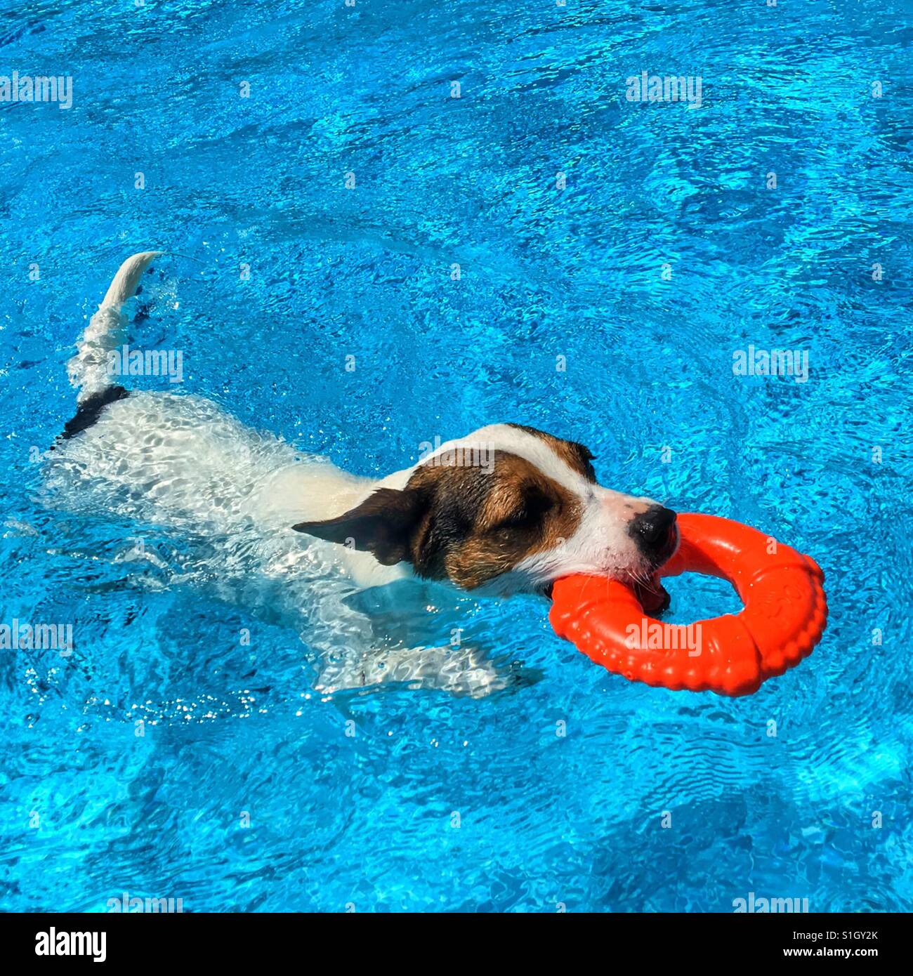 Dog swimming in a pool while carrying a toy lifesaver ring. Square crop. Space for copy. Stock Photo