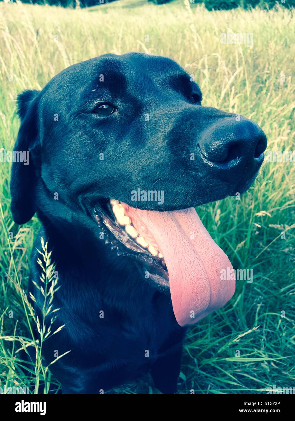 Black Labrador panting and enjoying his walk Stock Photo Alamy