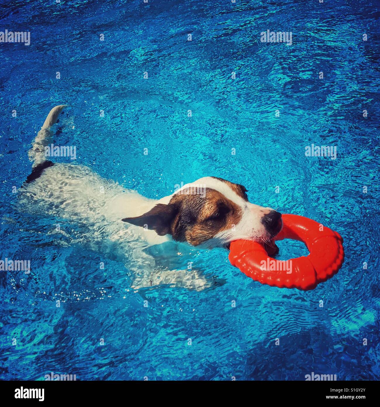 Jack Russell Terrier dog swimming carrying a toy lifesaver on a sunny day. Square crop. Stock Photo